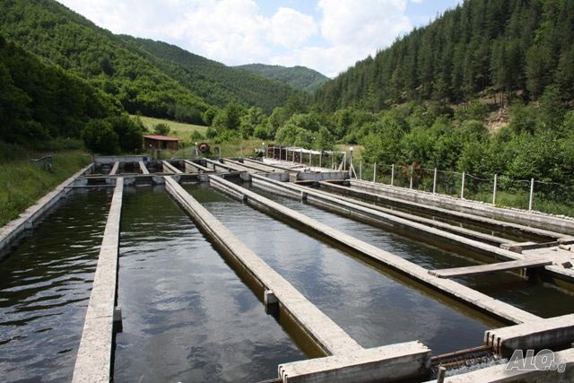 Стартира приемът на проекти за инвестиции в аквакултурни стопанства по програмата за морско дело и рибарство