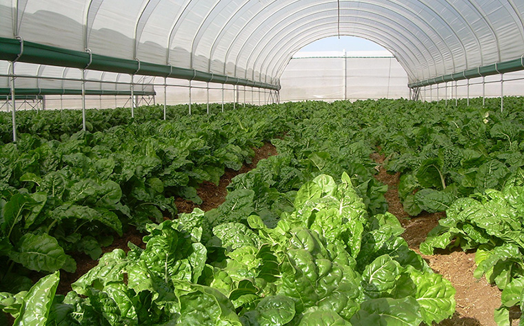 Започна приема по подмярка 6.3 Стартова помощ за развитието на малки стопанства 